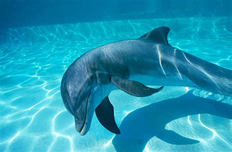 Dolphin Facts And Pictures For Kids Cool2bkids