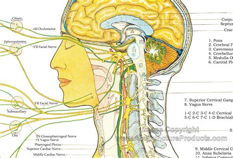 Nervous System Anatomy Charts Set Of 6 Nervous System
