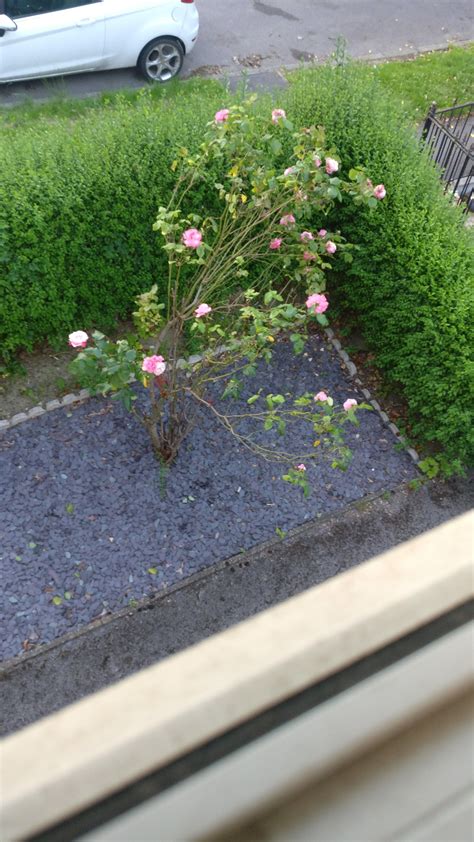 How Do I Take Care Of My Rose Bushtree Rgardening