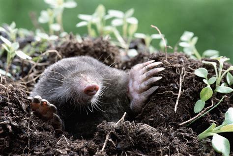 How To Identify And Control Moles Carolina Fresh Farms