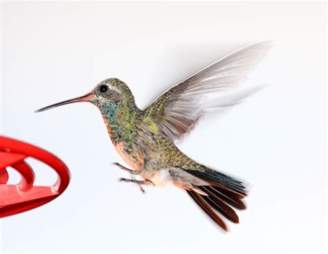 Free Images Nature Wing Flying Wildlife Beak Flight Hummingbird