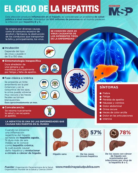 El Ciclo De La HEPATITIS Infografia By MSP MED TAC International Corp