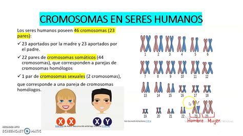 Los Cromosomas En Seres Humanos Youtube