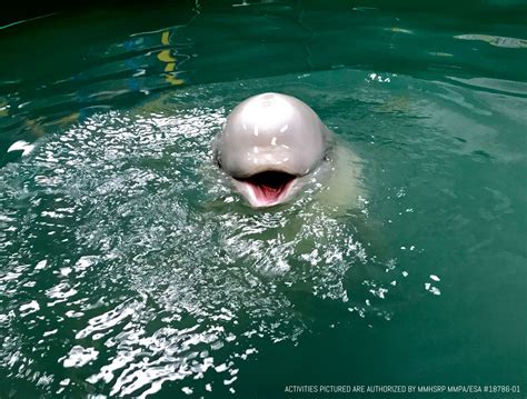Updates Rescued Critically Endangered Beluga Whale Calf Tyonek