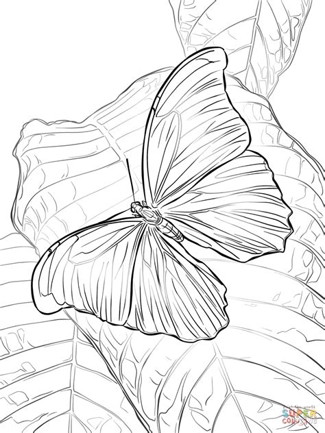 Giant Blue Morpho Butterfly Coloring Page Free Printable Coloring