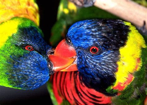 Baby Lets Kiss Birds Parrots Animals Love Kissing Hd Wallpaper