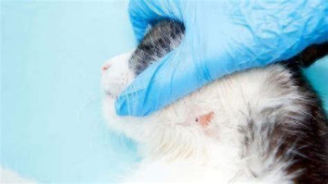 What Does Ringworm Look Like On A Cat
