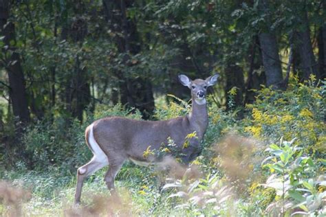 Free Picture Adult Female White Tailed Deer