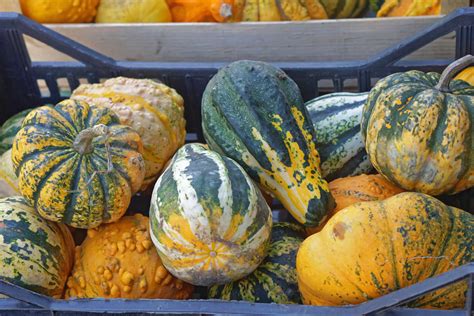 The Differences Between Squash Pumpkins And Gourds