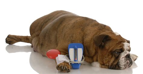 Dog Diabetes Symptomsdiagnosis Care Your Dog In 2020