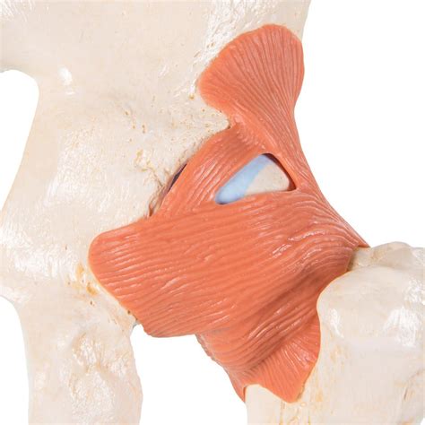 3B Scientific A81-1 Deluxe Functional Hip Joint Model