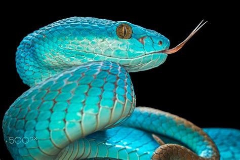 Venom Blue Viper 500px Pet Snake Animals Rare Animals