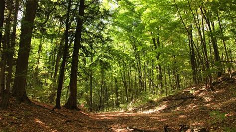 Forest With Rare Species And Animals Preserved Near Toronto Rci English