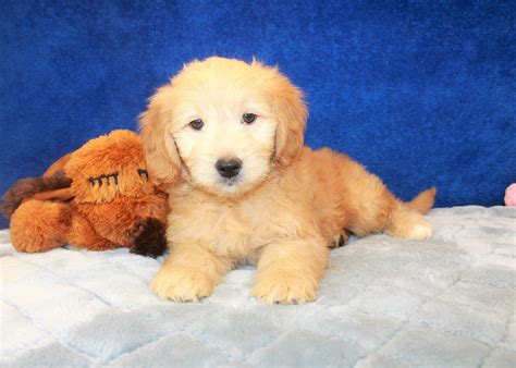 Puppies will be clearly priced by 4 weeks when puppy picking takes place. Goldendoodle-Mini Puppies For Sale - Long Island Puppies