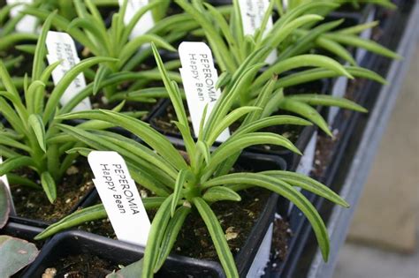 Here is the original propagation video : Peperomia Happy Bean Peperomia Happy Bean from Hillcrest ...