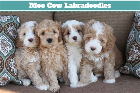 Cavapoos (aka cavoodles or cavadoodles) and mini cavapoos are a mix of a mini poodle (or toy poodle) and a purebred cavalier king charles spaniel. Australian Labradoodle Puppies in California — California ...