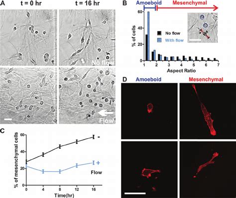 Interstitial Flows Promote Amoeboid Cell Morphology And Motility A