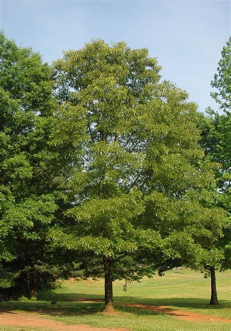 Oak, Southern Red Trees For Sale | Quercus Falcata - Ready To Grow Trees