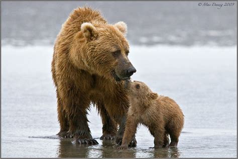 30 Cutest Baby Animals Cuddling With Their Moms Best Photography Art