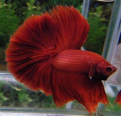 Ikan laga jantan memiliki ekor yang lebih besar dan warna yang lebih menarik dan terang berbanding dengan ikan betina. piekybettahouse: Cara-cara pembiakan ikan laga betta ...