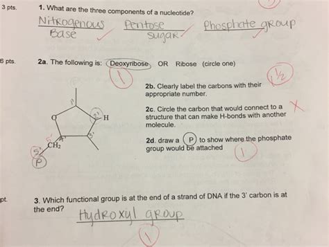 A nucleotide is made of a pentose sugar (in the case of dna this pentose . What Three Components Make Up A Nucleotide 1) A Five ...