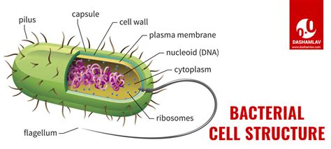 What Is Bacteria Learn Definition Types And Structure With Diagram
