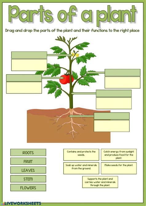 Parts Of A Plant Interactive Worksheet Partes De La Planta Ciencias