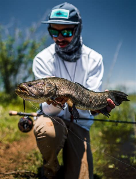 7 Things You Never Knew About The Wolf Fish Flylords Mag