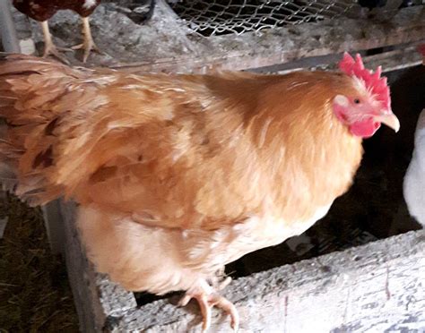 What Breed Is This Big Yellow Rooster Backyard Chickens Learn How