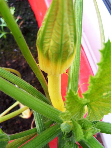 Kellis Northern Ireland Garden Veg Update Courgette Cucumber