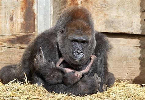 Worlds First Fertility Treatment Gorilla Dies In Bristol Daily Mail