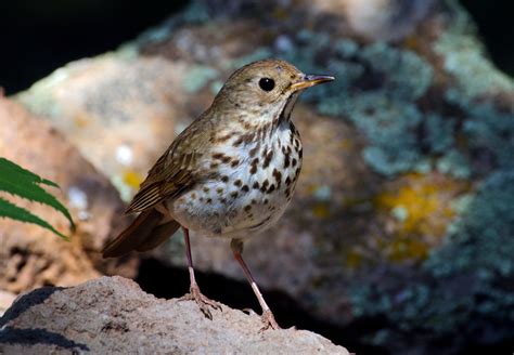 Hermit Thrush Hylocichla Mustelina Santa Fe National Fo Flickr