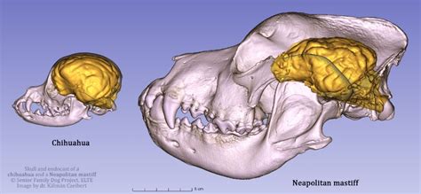 Comparing Canine Brains Using 3d Endocast Modelling