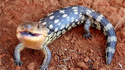 Are Blue Tongue Lizards Poisonous To Dogs If Eaten