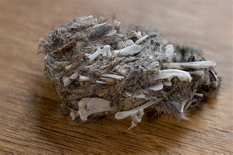 What Are Owl Pellets Everything You Need To Know Optics Mag