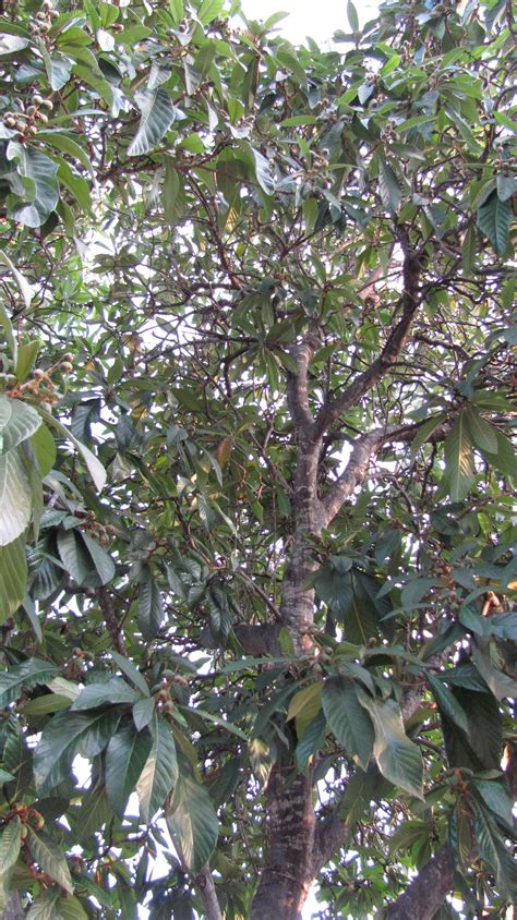Loquat Tree Eriobotrya Japonica Gardencrafters