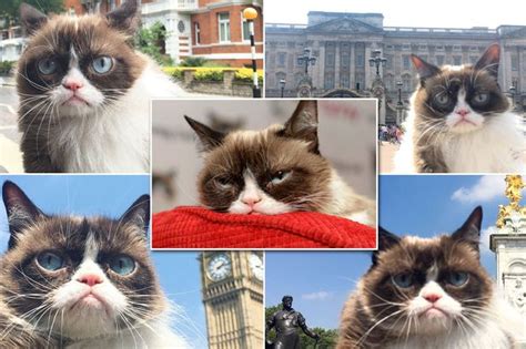 After Grumpy Cat Now Meet The Real Life Scaredy Cat Irish Mirror Online