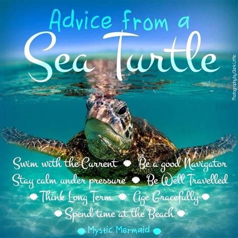 Pin By Valerie Newman On Turtles Animals ´¯`•¸¸ Turtle Quotes
