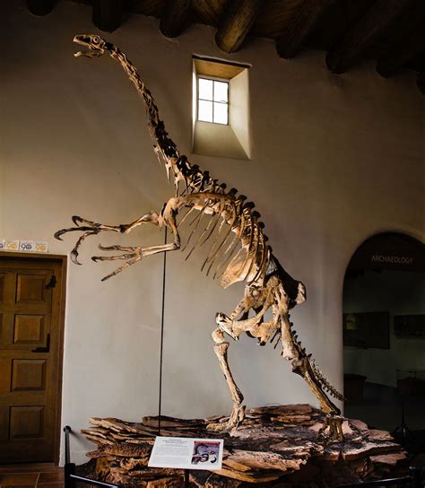 Therizinosaur Museum Of Northern Arizona
