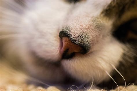 Cats Nose Joshua Chmil Flickr