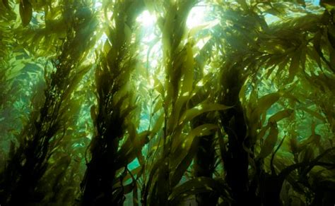 Giant Kelp Facts And Health Benefits