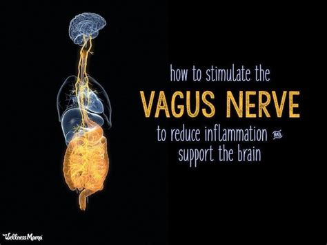 How To Stimulate Vagus Nerve Function Nerves Function Wellness Mama
