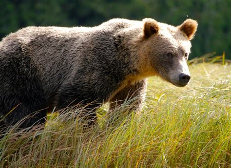 Court Upholds Protections For Yellowstone Grizzly Bears Saving Them