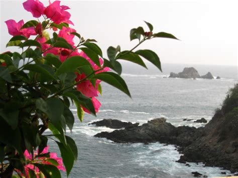 Flowers On The Edge Of The Pacific Ocean Pacific Ocean Ocean Flowers