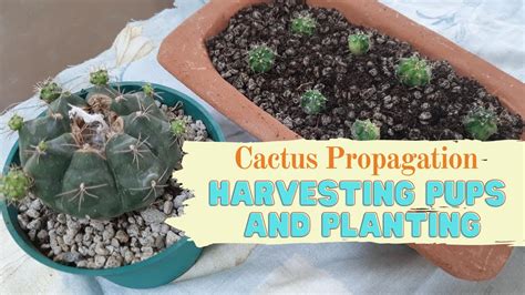 Propagating Cactus Pups Harvest And Planting Youtube