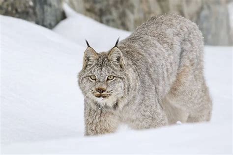 Canada Lynx Lynx Canadensis On The Prowl Through The Snow 24901114