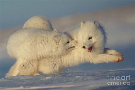 Arctic Fox Play Photograph By Ron Sanford