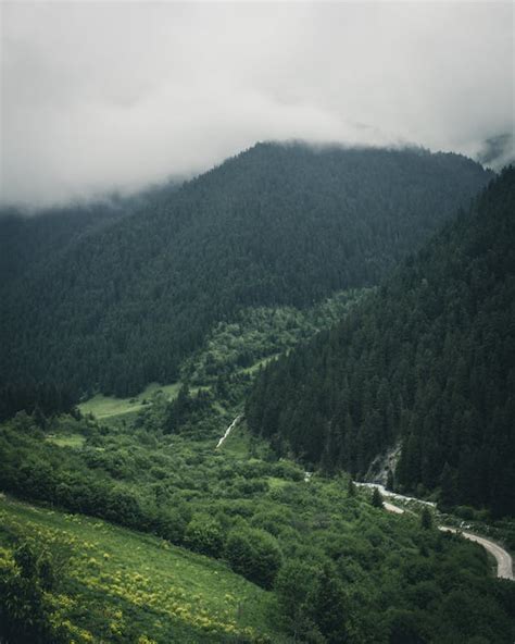 Mountain Covered By Trees · Free Stock Photo