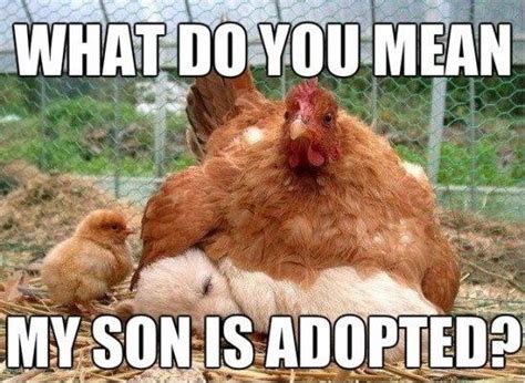 17 Chicken Memes That Will Put A Big Smile On Your Face Funny Chicken Memes Chicken Humor