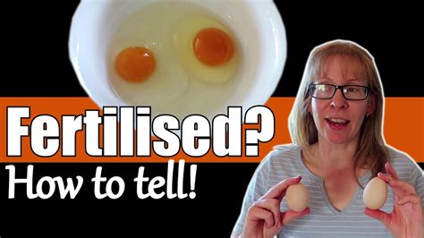 How To Tell If An Egg Is Fertilized What Does A Fertilised Egg Look